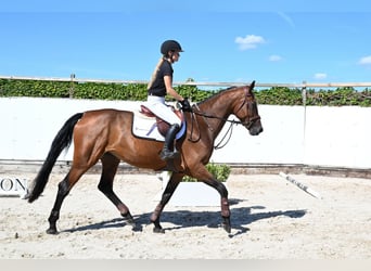 KWPN, Merrie, 4 Jaar, 175 cm, Bruin