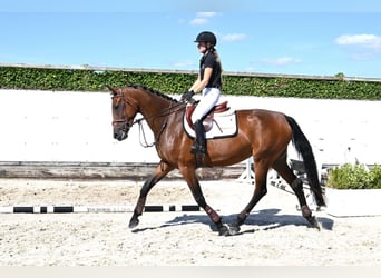 KWPN, Merrie, 4 Jaar, 175 cm, Bruin