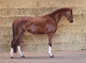 KWPN, Merrie, 4 Jaar, 175 cm, Donkere-vos