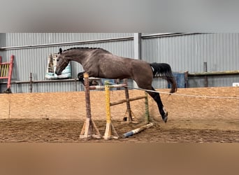 KWPN, Merrie, 4 Jaar, 181 cm, Falbe