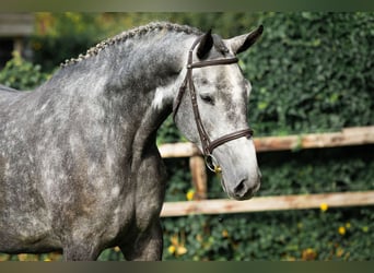 KWPN, Merrie, 4 Jaar, Appelschimmel