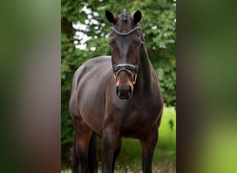 KWPN, Merrie, 4 Jaar, Bruin