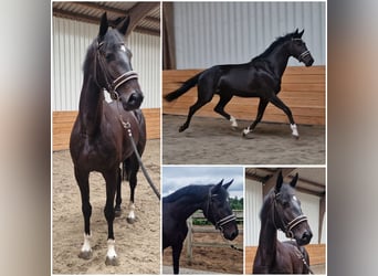 KWPN, Merrie, 4 Jaar, Donkerbruin