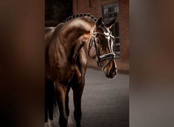 KWPN, Merrie, 4 Jaar, Donkerbruin