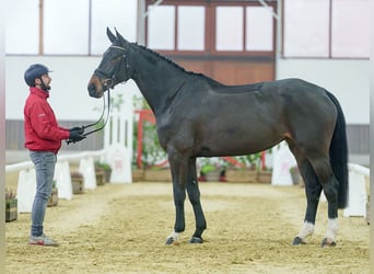 KWPN, Merrie, 4 Jaar, Donkerbruin