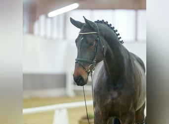 KWPN, Merrie, 4 Jaar, Donkerbruin