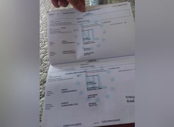 KWPN, Merrie, 4 Jaar, Schimmel