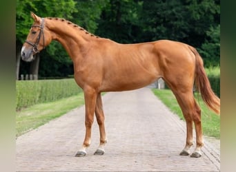 KWPN, Merrie, 4 Jaar