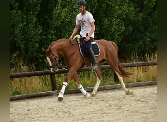 KWPN, Merrie, 4 Jaar, Vos