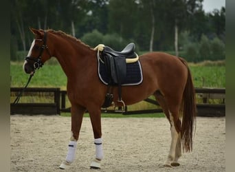 KWPN, Merrie, 4 Jaar, Vos