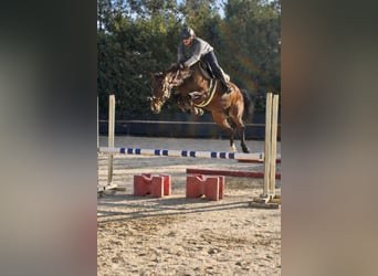 KWPN, Merrie, 5 Jaar, 158 cm, Bruin