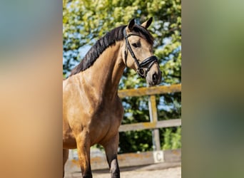 KWPN, Merrie, 5 Jaar, 160 cm, Buckskin