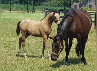 KWPN, Merrie, 5 Jaar, 160 cm, Buckskin