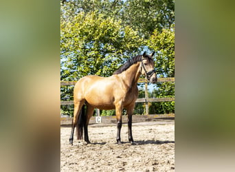 KWPN, Merrie, 5 Jaar, 160 cm, Buckskin