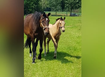 KWPN, Merrie, 5 Jaar, 160 cm, Buckskin