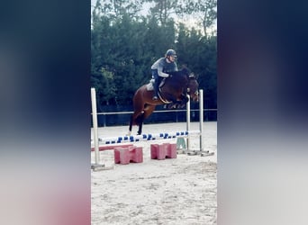 KWPN, Merrie, 5 Jaar, 160 cm, Donkerbruin