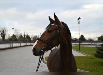 KWPN, Merrie, 5 Jaar, 160 cm, Roodbruin