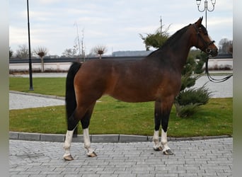 KWPN, Merrie, 5 Jaar, 160 cm, Roodbruin