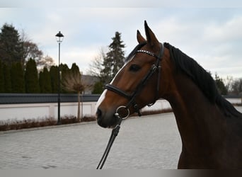 KWPN, Merrie, 5 Jaar, 160 cm, Roodbruin