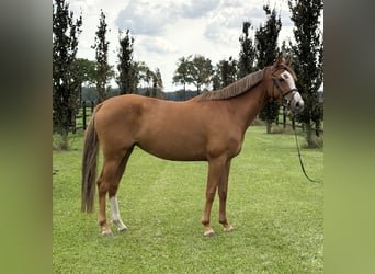 KWPN, Merrie, 5 Jaar, 160 cm, Vos