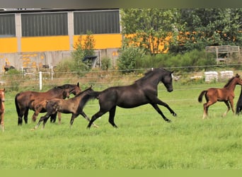 KWPN, Merrie, 5 Jaar, 160 cm, Zwart