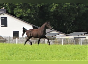 KWPN, Merrie, 5 Jaar, 160 cm, Zwart