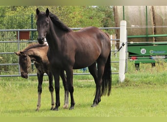 KWPN, Merrie, 5 Jaar, 160 cm, Zwart