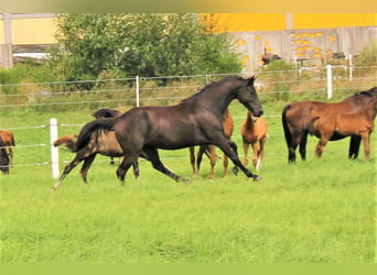 KWPN, Merrie, 5 Jaar, 160 cm, Zwart