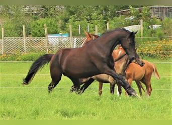 KWPN, Merrie, 5 Jaar, 160 cm, Zwart