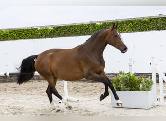KWPN, Merrie, 5 Jaar, 161 cm, Bruin