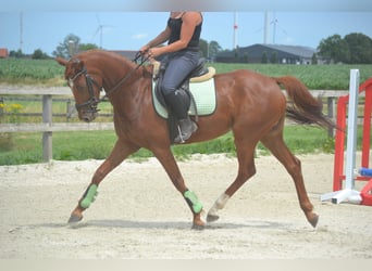 KWPN, Merrie, 5 Jaar, 161 cm, Vos