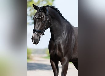 KWPN, Merrie, 5 Jaar, 161 cm, Zwart