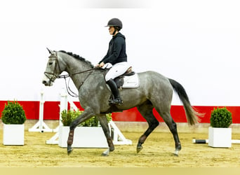 KWPN, Merrie, 5 Jaar, 162 cm, Appelschimmel