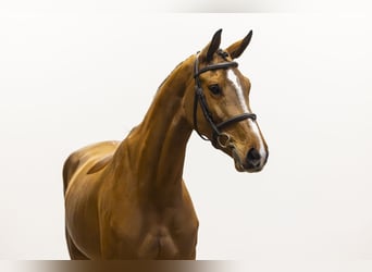 KWPN, Merrie, 5 Jaar, 163 cm, Bruin