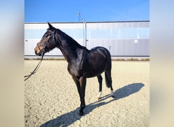 KWPN, Merrie, 5 Jaar, 163 cm, Donkerbruin