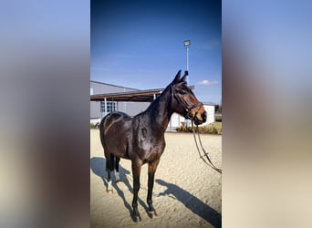 KWPN, Merrie, 5 Jaar, 163 cm, Donkerbruin