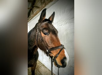 KWPN, Merrie, 5 Jaar, 163 cm, Donkerbruin