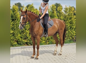 KWPN, Merrie, 5 Jaar, 163 cm, Vos