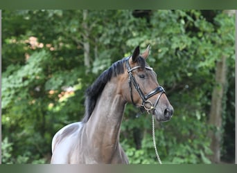 KWPN, Merrie, 5 Jaar, 164 cm, Bruin