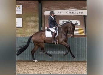 KWPN, Merrie, 5 Jaar, 164 cm, Bruin
