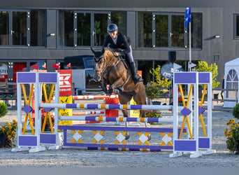 KWPN, Merrie, 5 Jaar, 164 cm, Bruin