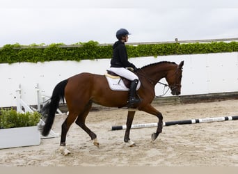 KWPN, Merrie, 5 Jaar, 164 cm, Bruin