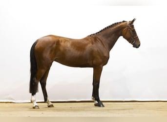 KWPN, Merrie, 5 Jaar, 164 cm, Bruin