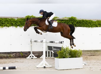 KWPN, Merrie, 5 Jaar, 164 cm, Bruin