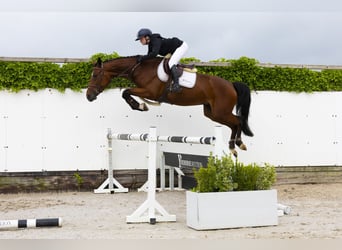 KWPN, Merrie, 5 Jaar, 164 cm, Bruin