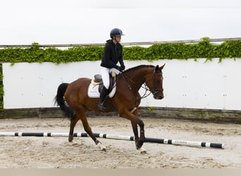KWPN, Merrie, 5 Jaar, 164 cm, Bruin