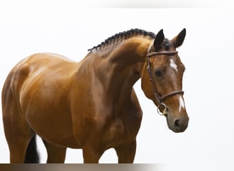 KWPN, Merrie, 5 Jaar, 164 cm, Bruin