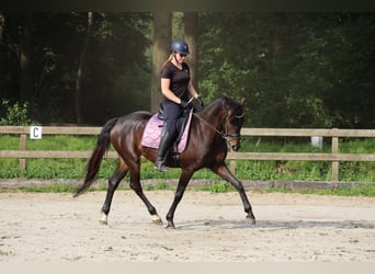KWPN, Merrie, 5 Jaar, 164 cm, Donkerbruin