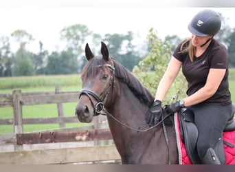 KWPN, Merrie, 5 Jaar, 164 cm, Donkerbruin