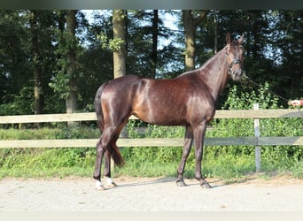 KWPN, Merrie, 5 Jaar, 164 cm, Donkerbruin